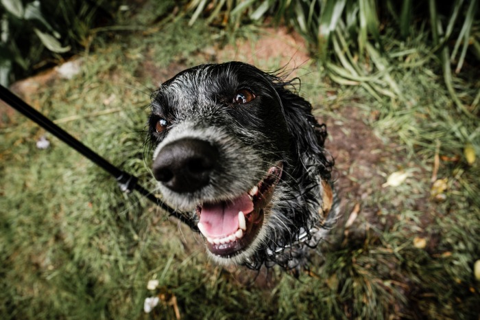 Soggy Dog Paws | Dog Walking Services in Derbyshire, Little Eaton